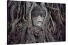 Buddha Sculpture Engulfed by Tree Roots-null-Stretched Canvas