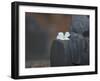 Buddha Statue, Temples of Ayutthaya Thailand-Russell Young-Framed Photographic Print