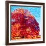 Buddha Tree-Mandy Budan-Framed Giclee Print