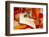 Buddhist ceremony for children and beginners, Seoul, South Korea-Godong-Framed Photographic Print