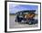 Buddhist Monk in a Tuk Tuk Taxi, Chiang Mai, Northern Thailand, Asia-Gavin Hellier-Framed Photographic Print