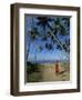 Buddhist Monk Looking up at Palm Trees Between Unawatuna and Weligama, Sri Lanka-Yadid Levy-Framed Photographic Print