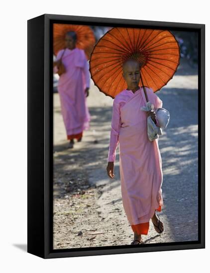 Buddhist Nuns with Bamboo-Framed Orange Umbrellas Walk Through Streets of Sittwe, Burma, Myanmar-Nigel Pavitt-Framed Stretched Canvas