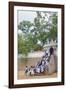 Buddhist Pilgrims-Christian Kober-Framed Photographic Print