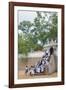 Buddhist Pilgrims-Christian Kober-Framed Photographic Print