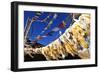 Buddhist prayer flags, Mustang, Nepal, Himalayas, Asia-null-Framed Photographic Print