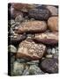 Buddhist Prayers on Carved Mani Stones in Tibet-Craig Lovell-Stretched Canvas