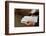 Buddhist sacred texts, Buddhist ceremony in Fo Guang Shan Temple, Geneva, Switzerland-Godong-Framed Photographic Print