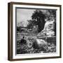 Buddhist Temple Destroyed During Karen Uprising, Buddha's Head Lying Where It Fell During Battle-Jack Birns-Framed Photographic Print