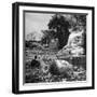 Buddhist Temple Destroyed During Karen Uprising, Buddha's Head Lying Where It Fell During Battle-Jack Birns-Framed Photographic Print