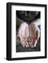 Buddhist woman with a Buddha pendant, Vung Tau-Godong-Framed Photographic Print