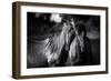 Buddies-Aledanda-Framed Photographic Print