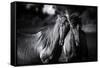 Buddies-Aledanda-Framed Stretched Canvas