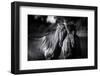 Buddies-Aledanda-Framed Photographic Print