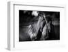 Buddies-Aledanda-Framed Photographic Print