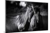 Buddies-Aledanda-Mounted Photographic Print