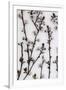 Budding Blossom-Assaf Frank-Framed Giclee Print