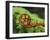 Budding Fern Frond, Stewart Island, Southland, Ulva Island, New Zealand-Fredrik Norrsell-Framed Photographic Print