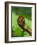 Budding Fern Frond, Stewart Island, Southland, Ulva Island, New Zealand-Fredrik Norrsell-Framed Photographic Print