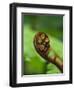 Budding Fern Frond, Stewart Island, Southland, Ulva Island, New Zealand-Fredrik Norrsell-Framed Photographic Print