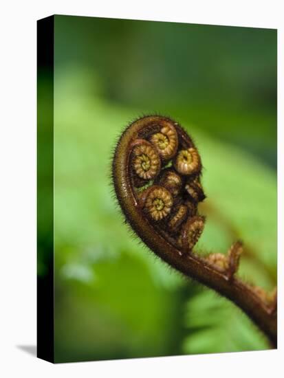 Budding Fern Frond, Stewart Island, Southland, Ulva Island, New Zealand-Fredrik Norrsell-Stretched Canvas