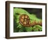 Budding Fern Frond, Stewart Island, Southland, Ulva Island, New Zealand-Fredrik Norrsell-Framed Photographic Print