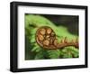 Budding Fern Frond, Stewart Island, Southland, Ulva Island, New Zealand-Fredrik Norrsell-Framed Photographic Print