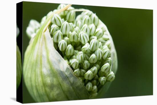 Budding Onion (Allium Cepa)-Matt Freedman-Stretched Canvas