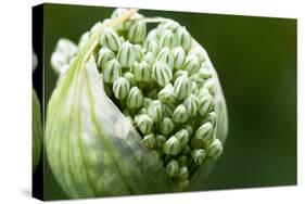 Budding Onion (Allium Cepa)-Matt Freedman-Stretched Canvas