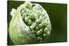 Budding Onion (Allium Cepa)-Matt Freedman-Stretched Canvas