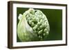 Budding Onion (Allium Cepa)-Matt Freedman-Framed Photographic Print