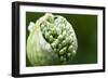 Budding Onion (Allium Cepa)-Matt Freedman-Framed Photographic Print