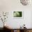 Budding Onion (Allium Cepa)-Matt Freedman-Framed Photographic Print displayed on a wall
