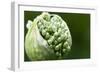 Budding Onion (Allium Cepa)-Matt Freedman-Framed Photographic Print