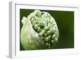 Budding Onion (Allium Cepa)-Matt Freedman-Framed Photographic Print