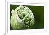 Budding Onion (Allium Cepa)-Matt Freedman-Framed Photographic Print