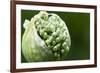 Budding Onion (Allium Cepa)-Matt Freedman-Framed Photographic Print