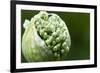 Budding Onion (Allium Cepa)-Matt Freedman-Framed Photographic Print