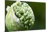 Budding Onion (Allium Cepa)-Matt Freedman-Mounted Photographic Print