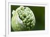 Budding Onion (Allium Cepa)-Matt Freedman-Framed Photographic Print