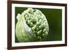 Budding Onion (Allium Cepa)-Matt Freedman-Framed Photographic Print