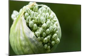 Budding Onion (Allium Cepa)-Matt Freedman-Mounted Photographic Print