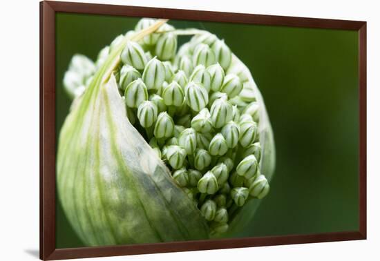 Budding Onion (Allium Cepa)-Matt Freedman-Framed Photographic Print