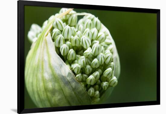 Budding Onion (Allium Cepa)-Matt Freedman-Framed Photographic Print