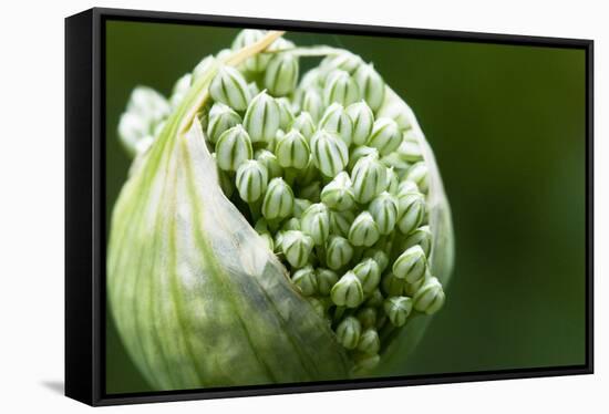 Budding Onion (Allium Cepa)-Matt Freedman-Framed Stretched Canvas