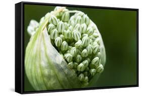 Budding Onion (Allium Cepa)-Matt Freedman-Framed Stretched Canvas