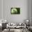 Budding Onion (Allium Cepa)-Matt Freedman-Framed Stretched Canvas displayed on a wall