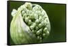 Budding Onion (Allium Cepa)-Matt Freedman-Framed Stretched Canvas