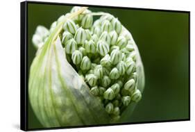 Budding Onion (Allium Cepa)-Matt Freedman-Framed Stretched Canvas