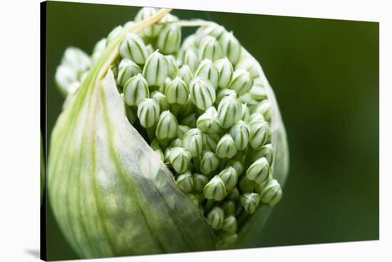 Budding Onion (Allium Cepa)-Matt Freedman-Stretched Canvas